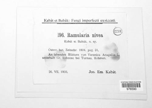 Ramularia nivea image